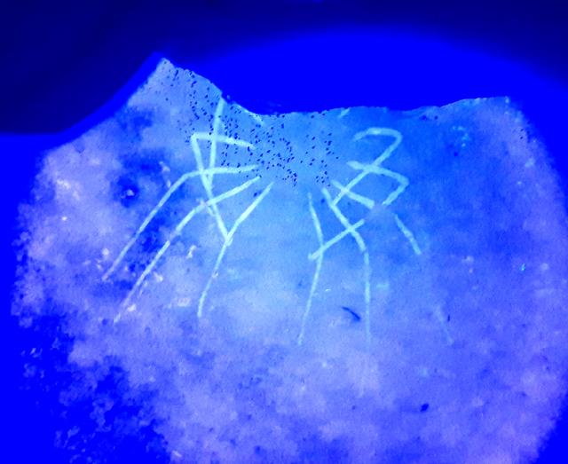 Phalangites priscus POLZ 1987 - Bild © FossNet FossilienStore